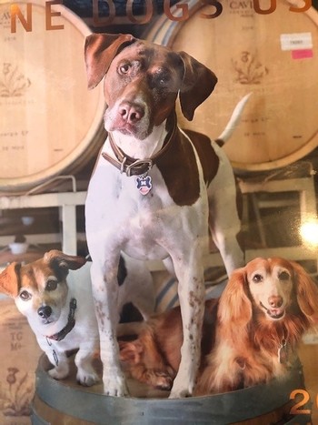 Wine Dog Calendar